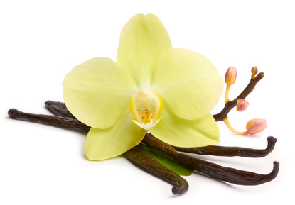 Orchidali - orchidée